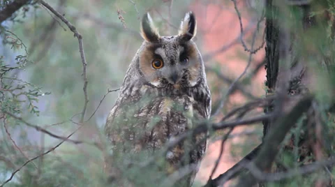 Long-eared owl Stock Footage 35740558