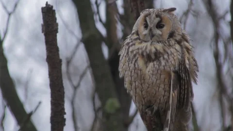 Long-eared Owl Stockbeeldmateriaal 79887019
