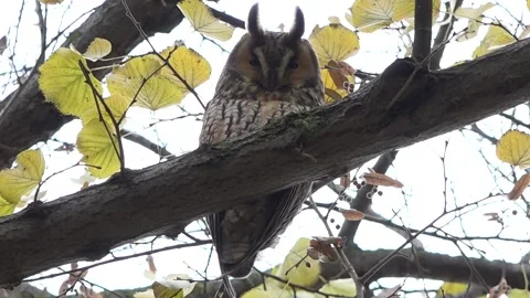 Long eared owl 库存影片 153606918