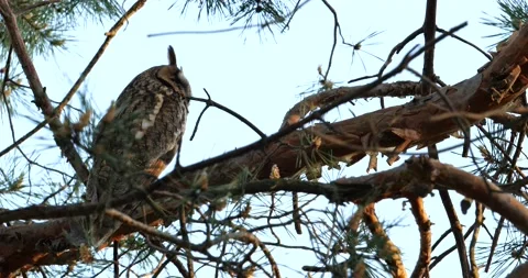 Long-eared owl Stock Footage 160645392