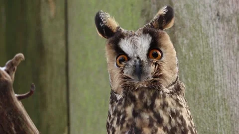 Long-eared owl Stock Footage 235048063