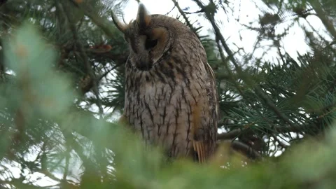 Long-eared owl Video stock 303148306