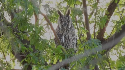 Long eared owl Video stock 307414684