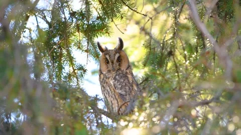 Long Eared Owl Stock Footage 314820259