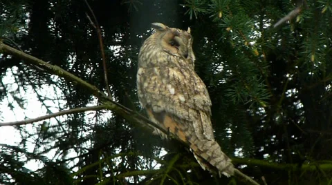 Long-eared owl in full-hd Stock Footage 38185154