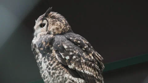 Long-eared owl looking into camera Video stock 68644944