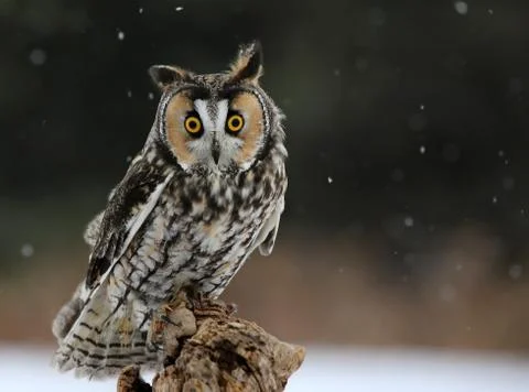 Long-eared Owl Looking Down Stock Photos