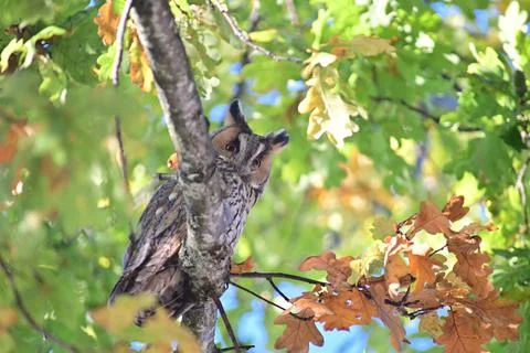 Long eared owl in an oak tree Stock Photos