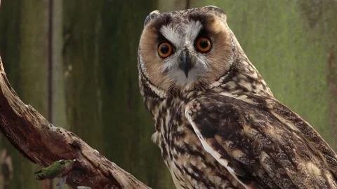 Long-eared owl perched Stock Footage 235048061