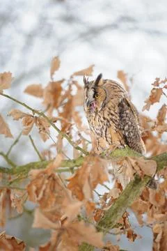 Long-Eared Owl Perched on Leafy Branch in Winter Forest With Yellow Eyes and Fotos Stock