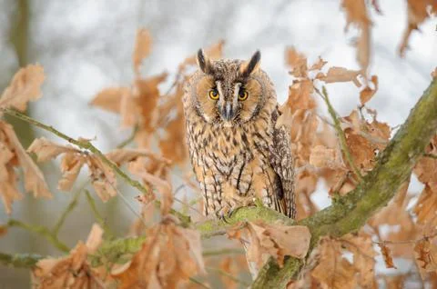 Long-Eared Owl Perched on Oak Branch Among Autumn Leaves in Snowy Forest Habitat Stock Photos
