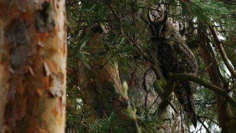 Long eared owl perching on a pine tree, looking at the camera Vidéo 81918843