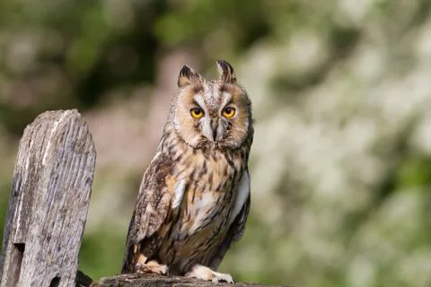 Long - eared owl perching on a post in the countryside in England Stock Photos