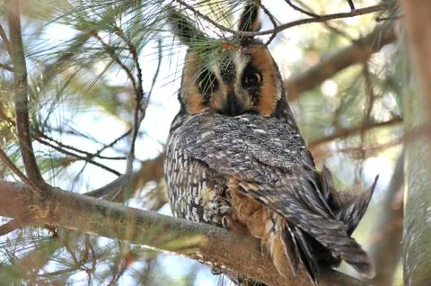 Long-eared owl Stock Photos
