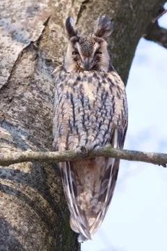 Long-eared owl Stock Photos