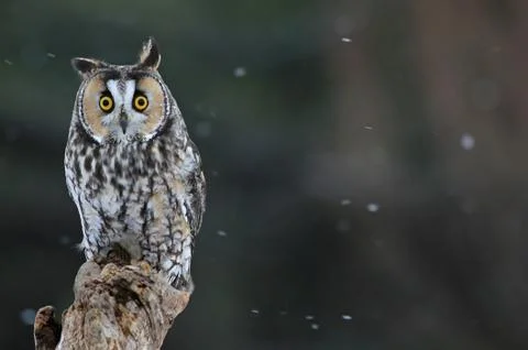 Long-eared owl Stock Photos