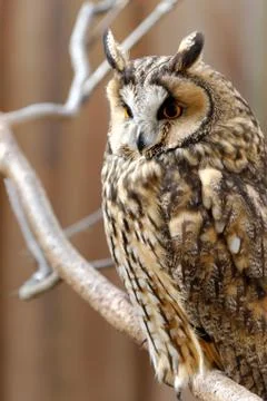 Long-eared Owl Foto stock