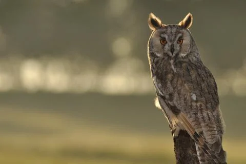 Long-eared Owl 스톡 사진
