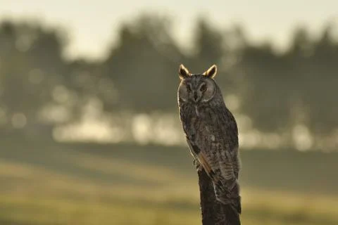 Long-eared Owl Stock Photos