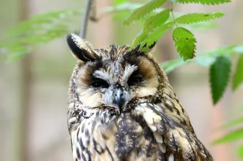 Long-eared owl Stock Photos
