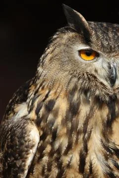 Long-eared Owl Stock Photos
