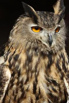 Long-eared Owl Stock Photos
