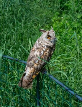 Long-eared owl Stock Photos