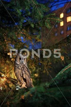 Long eared owl Stock Photos