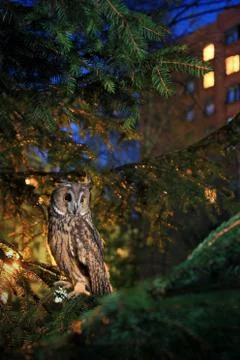 Long eared owl Foto stock