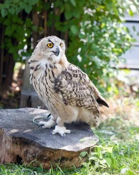 Long-eared Owl Stock Photos