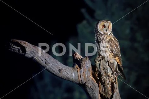 Long eared owl Stock Photos