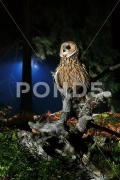 Long eared owl Stock Photos