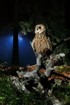 Long eared owl Stock Photos