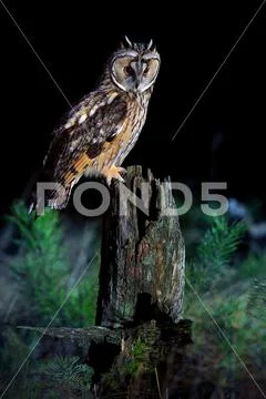 Long eared owl Stock Photos