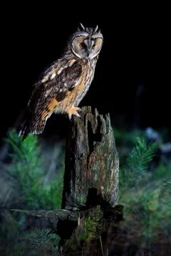 Long eared owl Stock Photos