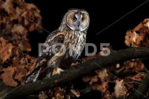 Long eared owl Stock Photos