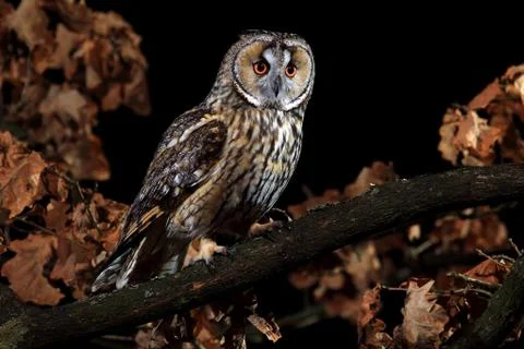 Long eared owl Stock Photos