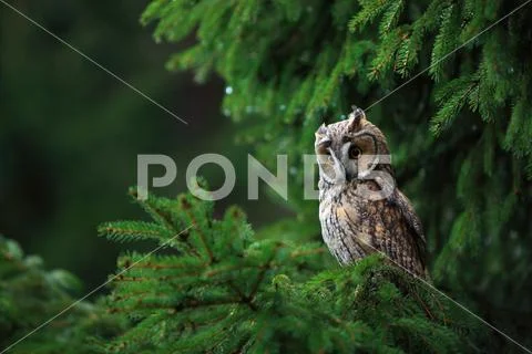 Long eared owl Stock Photos