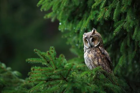 Long eared owl Stock Photos