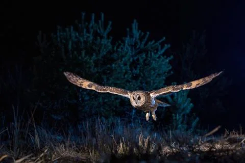 Long eared owl Stock Photos