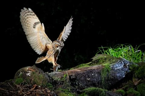 Long eared owl Stock Photos
