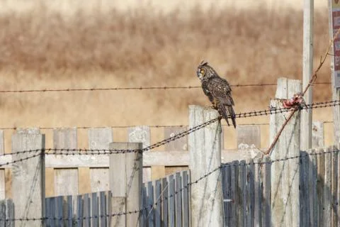 Long eared Owl 스톡 사진