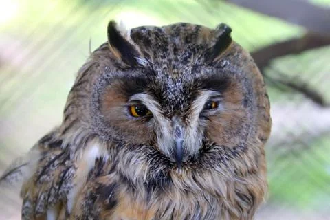 Long-eared owl. Stock Photos