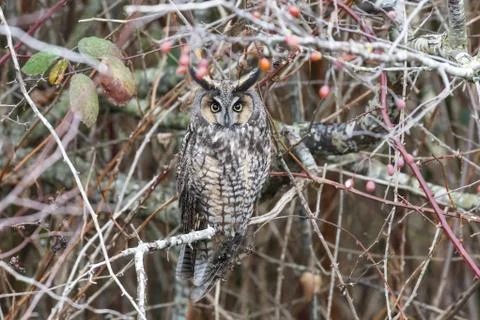 Long eared owl Stock Photos