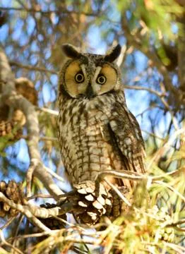 Long Eared Owl Stock Photos