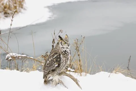 Long-Eared Owl Stock Photos