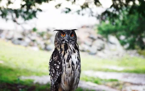 The Long-eared Owl Stock Photos