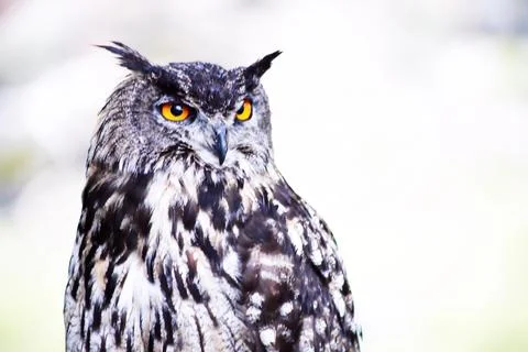 The Long-eared Owl Stock Photos