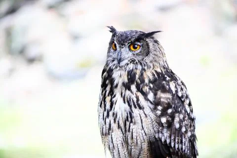 The Long-eared Owl Stock Photos