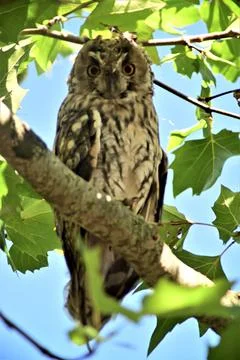 Long eared owl in a plane tree Stock Photos